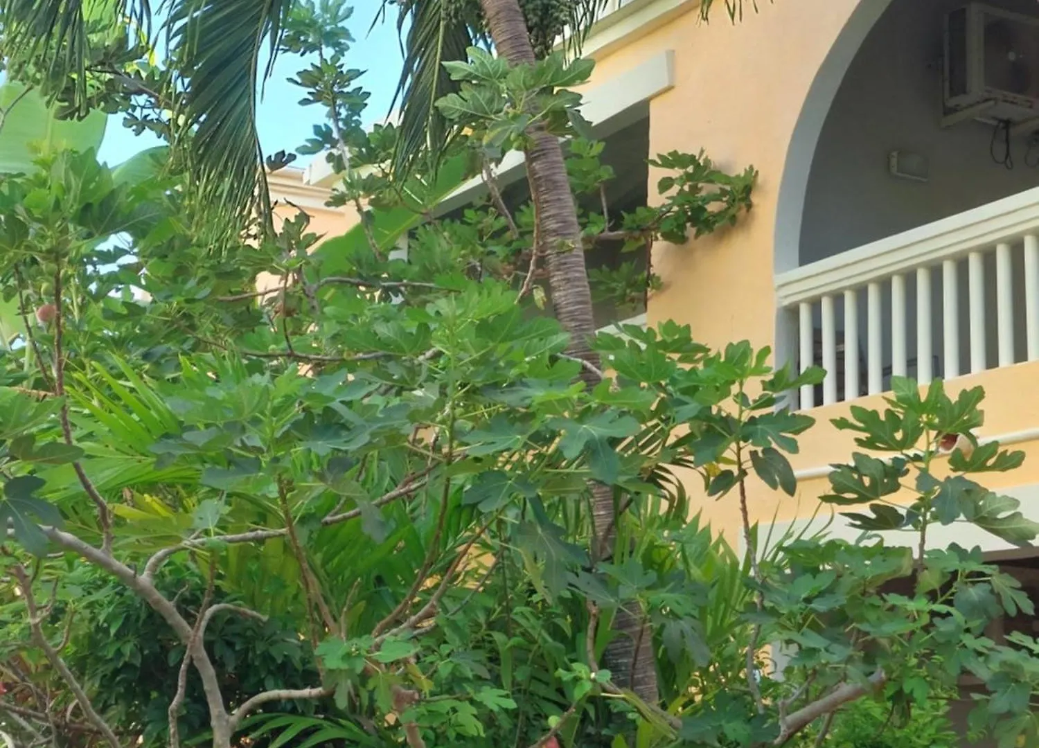 Northshore Seaside Suites St. John's Antigua/Barbuda